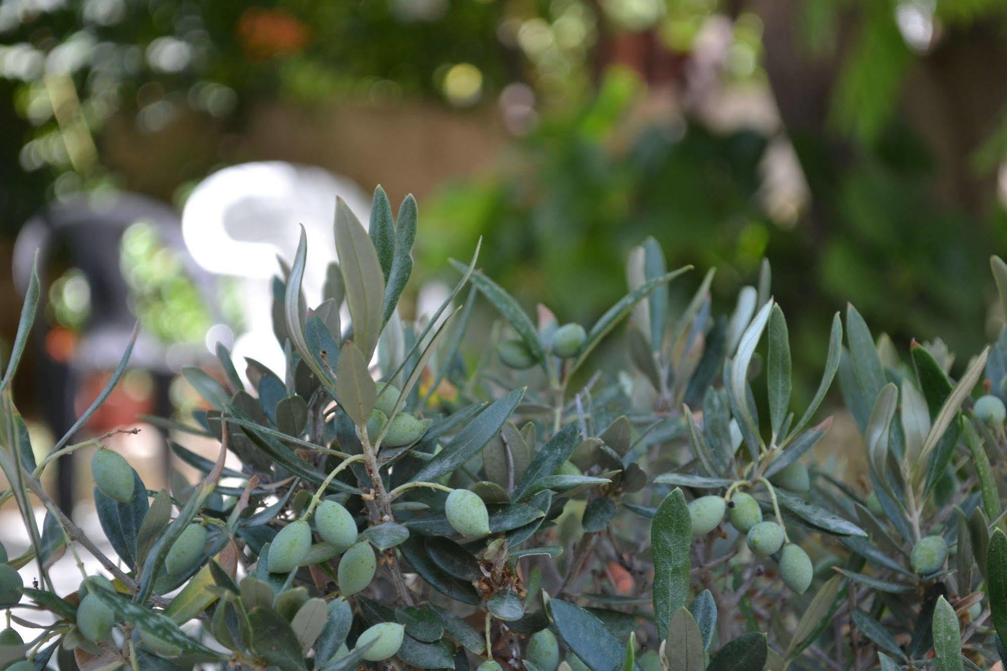 Veggie Garden Athens B&B 외부 사진