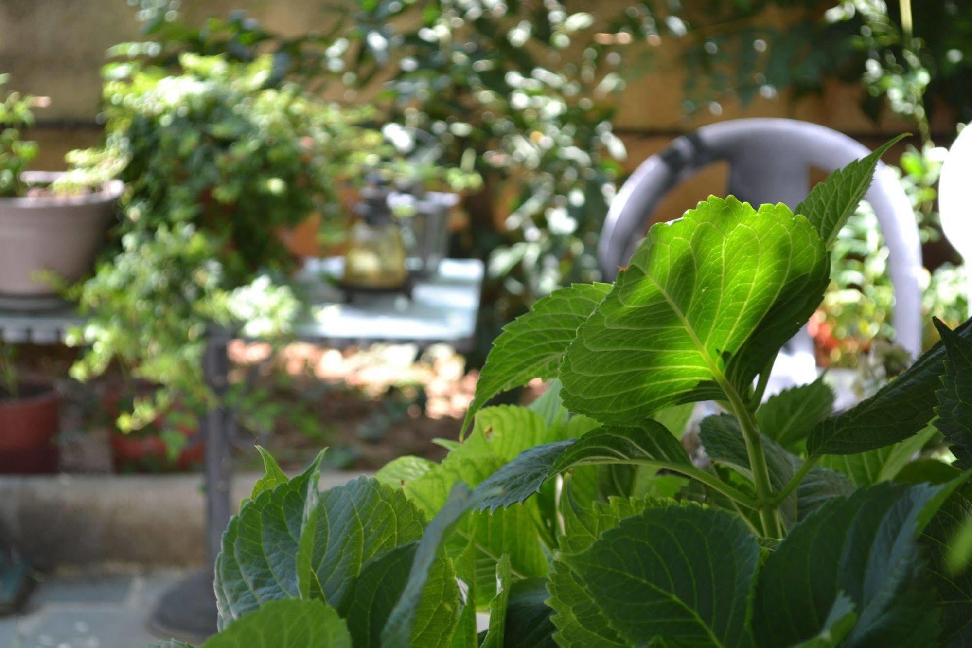 Veggie Garden Athens B&B 외부 사진